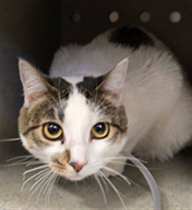 COCO PUFF, a cat for adoption from Los Angeles County Animal Control - Lancaster