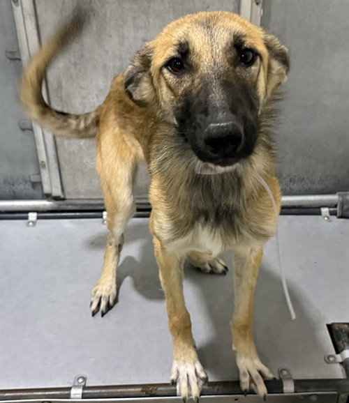 WENDY, a dog for adoption from Los Angeles County Animal Control - Lancaster