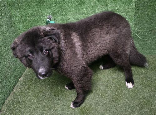 BALTO, a dog for adoption from Los Angeles County Animal Control - Lancaster