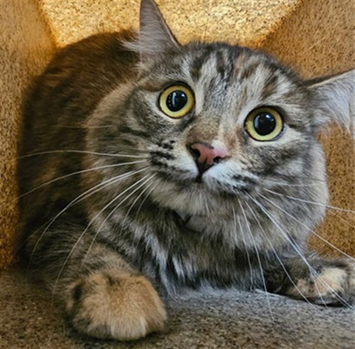 STEVANA, a cat for adoption from Los Angeles County Animal Control - Lancaster