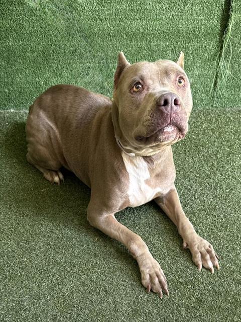 HOLLY, a dog for adoption from Los Angeles County Animal Control - Lancaster