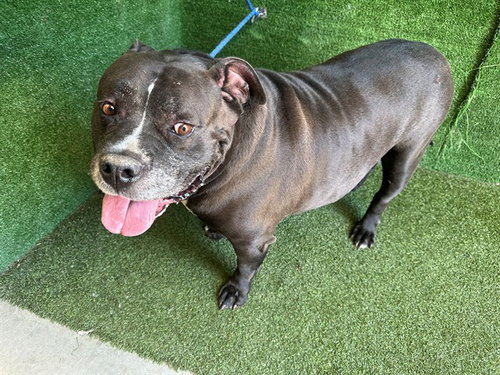 ROCKY, a dog for adoption from Los Angeles County Animal Control - Lancaster