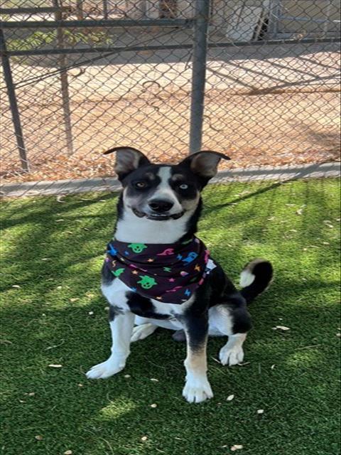 SPIKE, a dog for adoption from Los Angeles County Animal Control - Lancaster
