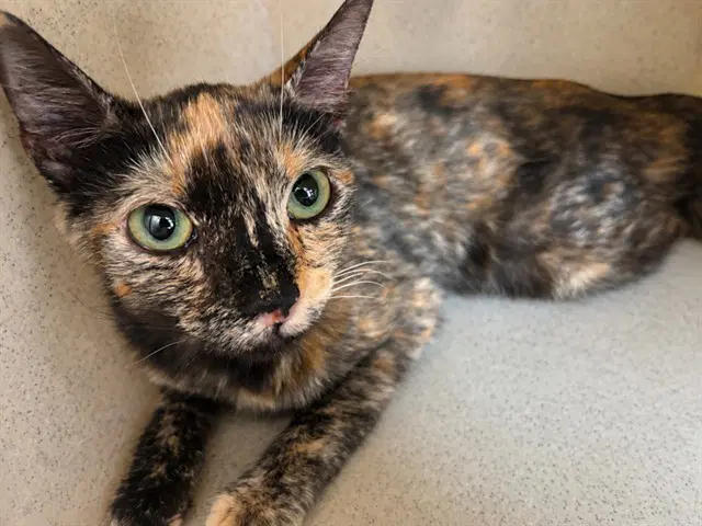 Calypso - Domestic Short Hair