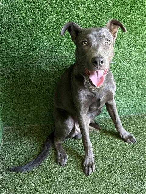 BOLT, a dog for adoption from Los Angeles County Animal Control - Lancaster