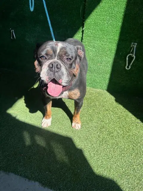 Jagger - English Bulldog
