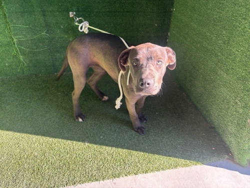 MINDY, a dog for adoption from Los Angeles County Animal Control - Lancaster