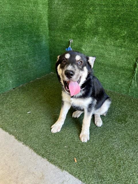 ROCKY, a dog for adoption from Los Angeles County Animal Control - Lancaster