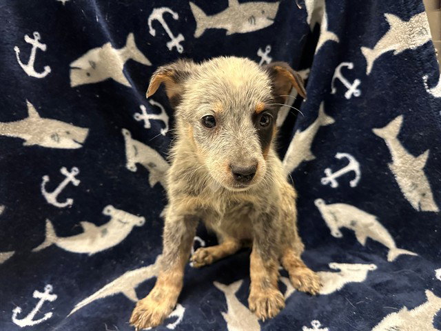 Prue, Queensland Heeler