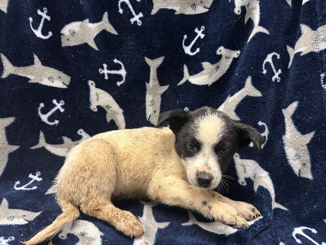 Phoebe, Queensland Heeler