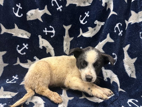 PHOEBE, a dog for adoption from Los Angeles County Animal Control - Lancaster