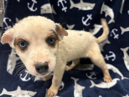 PAIGE, a dog for adoption from Los Angeles County Animal Control - Lancaster