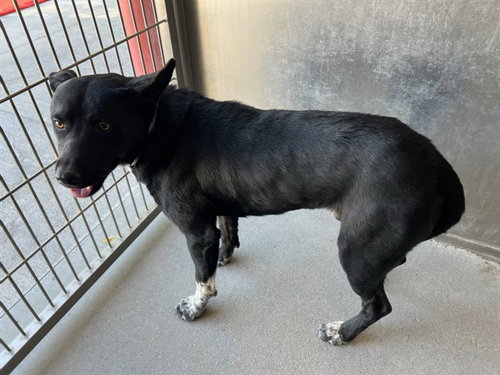 STANLEY, a dog for adoption from Los Angeles County Animal Control - Lancaster