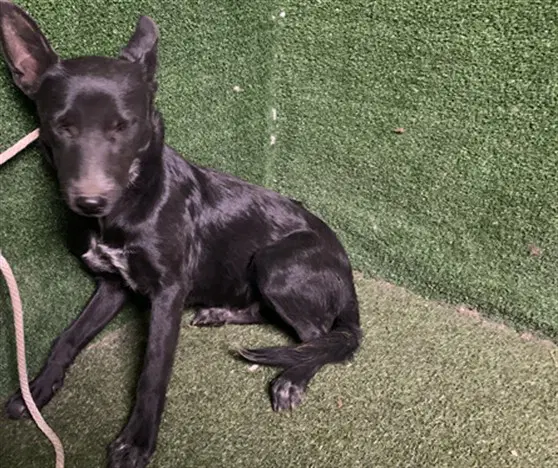 Romero - Labrador Retriever