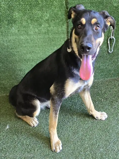 Nyla - German Shepherd Dog
