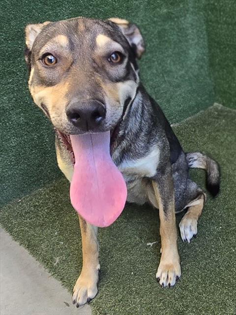 MIA, a dog for adoption from Los Angeles County Animal Control - Lancaster