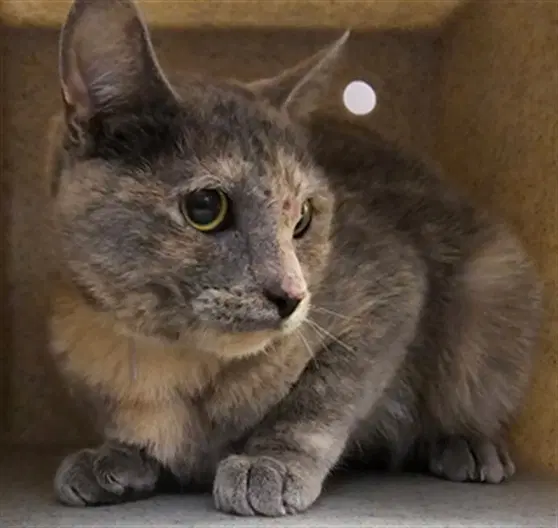 Pearl - Domestic Short Hair
