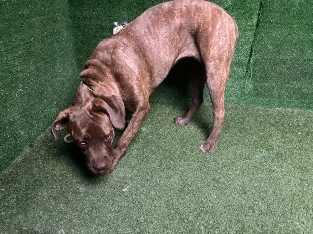 Kuma - Mastiff