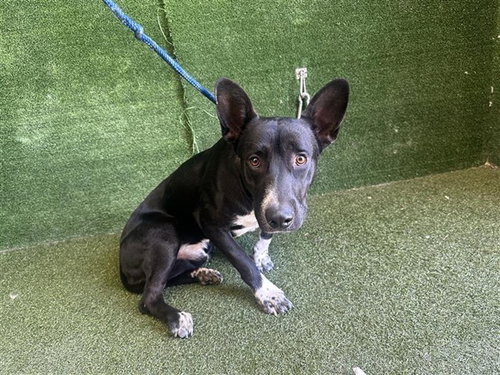 KRATOS, a dog for adoption from Los Angeles County Animal Control - Lancaster