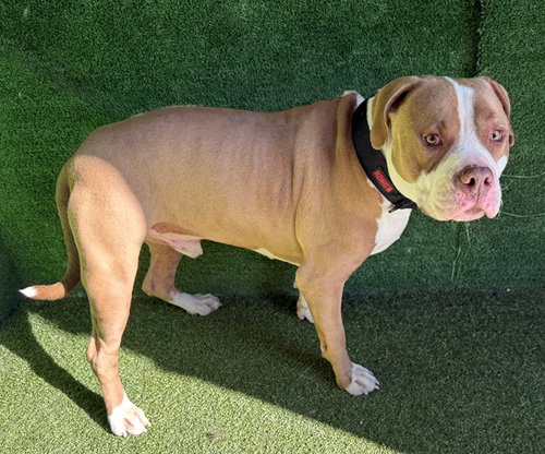 THIRD, a dog for adoption from Los Angeles County Animal Control - Lancaster