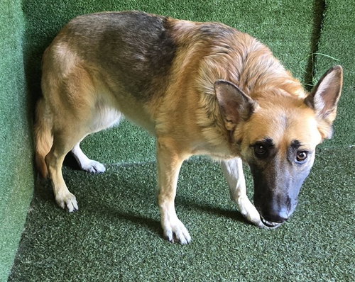 LETTI, a dog for adoption from Los Angeles County Animal Control - Lancaster