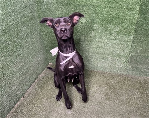 OLIVE, a dog for adoption from Los Angeles County Animal Control - Lancaster
