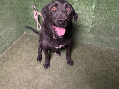 A5803535, a dog for adoption from Los Angeles County Animal Control - Lancaster
