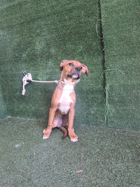 Jubilee - Pit Bull Terrier