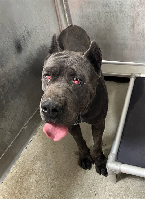 SKY, a dog for adoption from Los Angeles County Animal Control - Lancaster