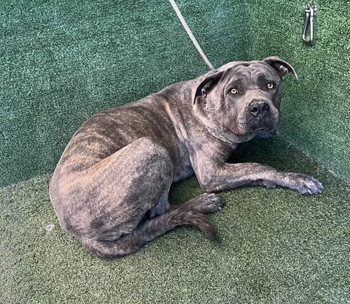DEXTER, a dog for adoption from Los Angeles County Animal Control - Lancaster