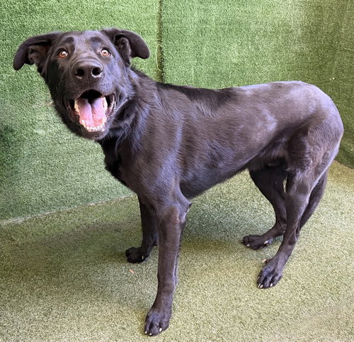 RAYVEN, a dog for adoption from Los Angeles County Animal Control - Lancaster