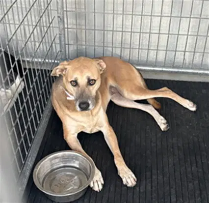 Lacy - Pit Bull Terrier