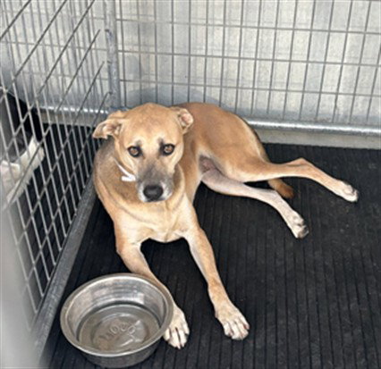 LACY, a dog for adoption from Los Angeles County Animal Control - Lancaster