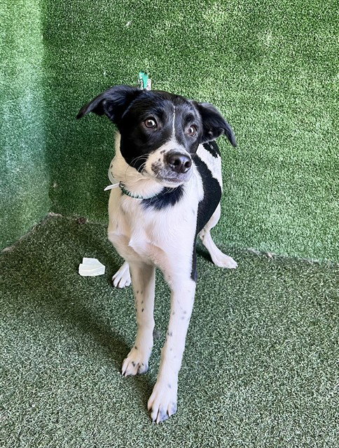 ALVIN, a dog for adoption from Los Angeles County Animal Control - Lancaster