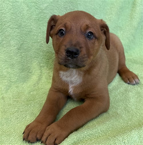 FLAN, a dog for adoption from Los Angeles County Animal Control - Lancaster