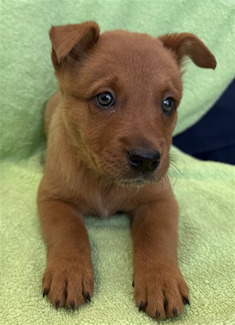 MAZAPAN, a dog for adoption from Los Angeles County Animal Control - Lancaster