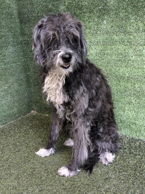 DIEZEL, a dog for adoption from Los Angeles County Animal Control - Lancaster