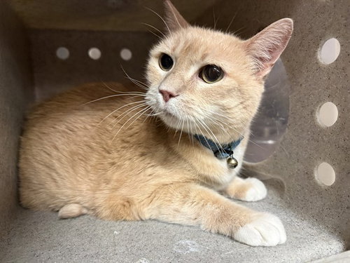 RED 2, a cat for adoption from Los Angeles County Animal Control - Lancaster