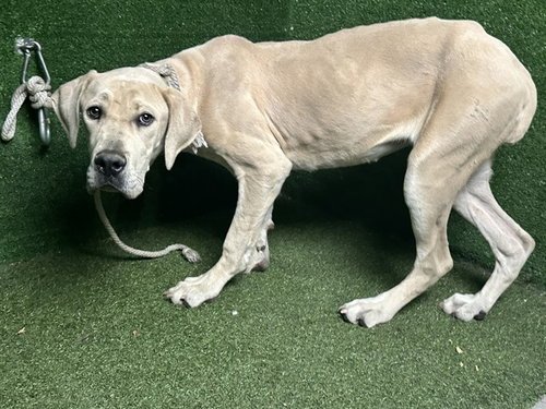CARRIE, a dog for adoption from Los Angeles County Animal Control - Lancaster