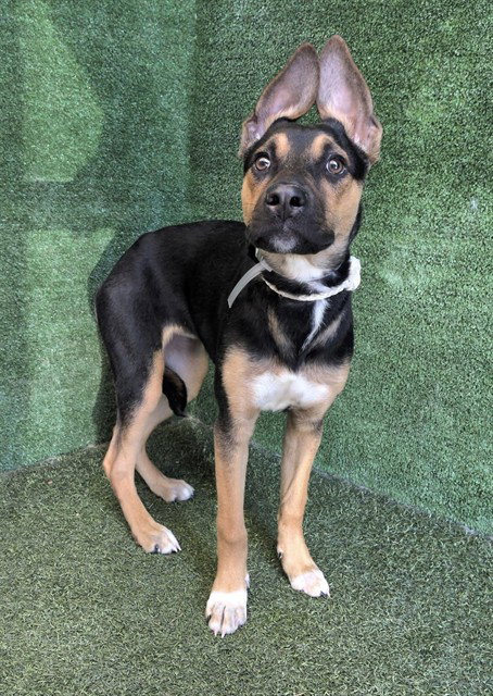 SHADOW, a dog for adoption from Los Angeles County Animal Control - Lancaster