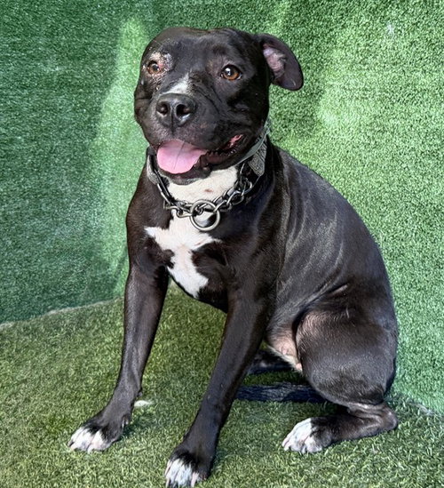 PUPPY, a dog for adoption from Los Angeles County Animal Control - Lancaster