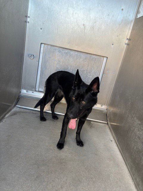 MIDNIGHT, a dog for adoption from Los Angeles County Animal Control - Lancaster