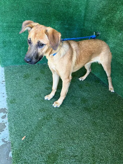 Shanice - German Shepherd Dog
