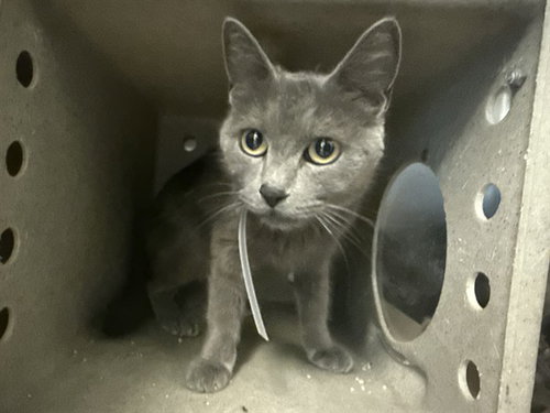 Guinevere, Domestic Short Hair (medium coat)