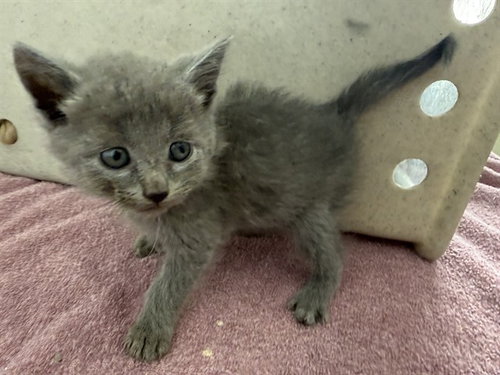 Elaine, Domestic Short Hair (medium coat)