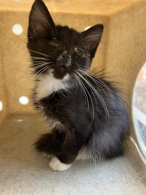 Buck, Domestic Medium Hair (medium coat)