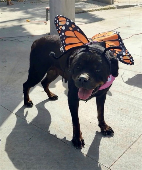 Olga, Rottweiler (medium coat)