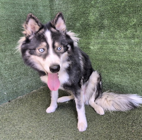 Chulo, Siberian Husky / Mixed (medium coat)