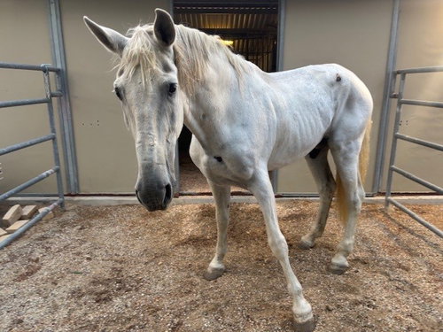 Ghost Rider, Horse (medium coat)
