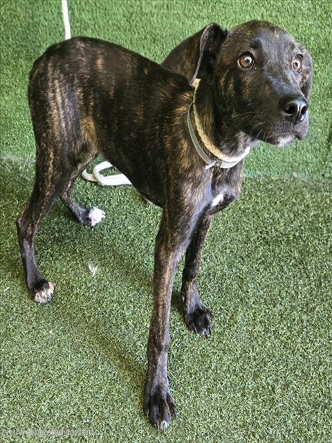 Layla, Dutch Shepherd / Mixed (medium coat)